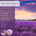 Vela Aromática Lavanda com Pavio de Madeira | Casa Splendida